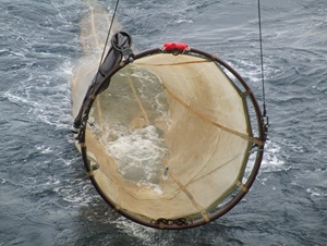 The herring larvae surveys are carried out with a so-called “MIK net”, a 2 meter diameter ring frame with a large fine-meshed net. Photo Bastian Huwer.
