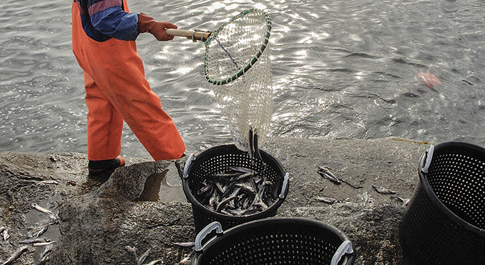 Ammassatter skovles op i net på kysten ved Qeqertarsuaq, Disko (foto: Uffe Wilken).