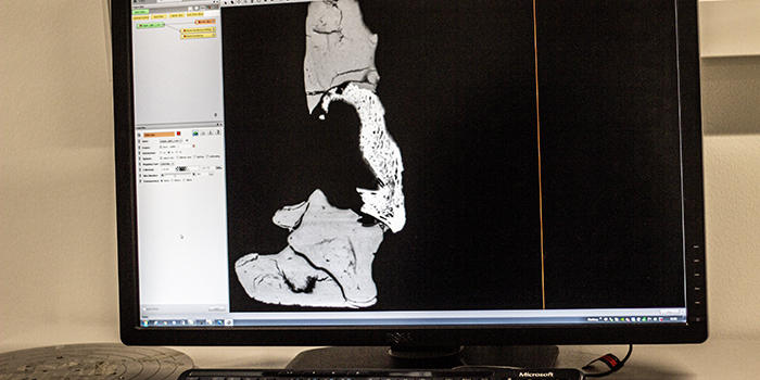 Forskere fra DTU Fysik og DTU Compute har i marts 2021 hjulpet Statens Naturhistoriske Museum i København med 3D-scanning af et 66 millioner år gammelt Tyrannosaurus rex-kranium, kaldet Casper. Scanningen er sket på 3D Imaging Center, 3DIM, i Lyngby i regi af det danske projekt DaSSCo, hvor Danmarks naturhistoriske museer sammen med DTU og med penge fra Uddannelses- og Forskningsministeriet skal opbygge en national platform for digitalisering af naturhistoriske samlinger. Foto: Hanne Kokkegård, DTU Compute