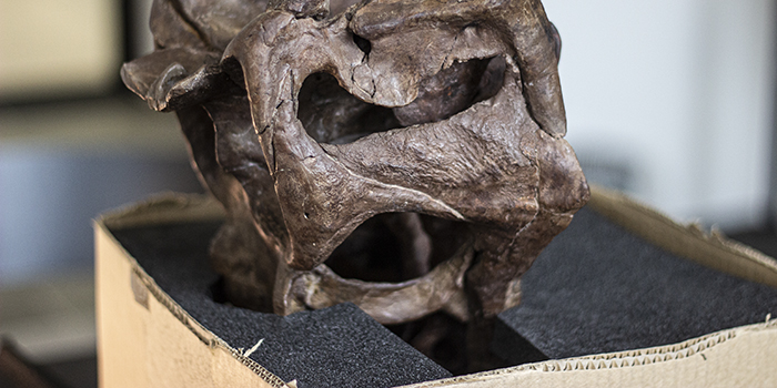 Forskere fra DTU Fysik og DTU Compute har i marts 2021 hjulpet Statens Naturhistoriske Museum i København med 3D-scanning af et 66 millioner år gammelt Tyrannosaurus rex-kranium, kaldet Casper. Scanningen er sket på 3D Imaging Center, 3DIM, i Lyngby i regi af det danske projekt DaSSCo, hvor Danmarks naturhistoriske museer sammen med DTU og med penge fra Uddannelses- og Forskningsministeriet skal opbygge en national platform for digitalisering af naturhistoriske samlinger. Foto: Hanne Kokkegård, DTU Compute