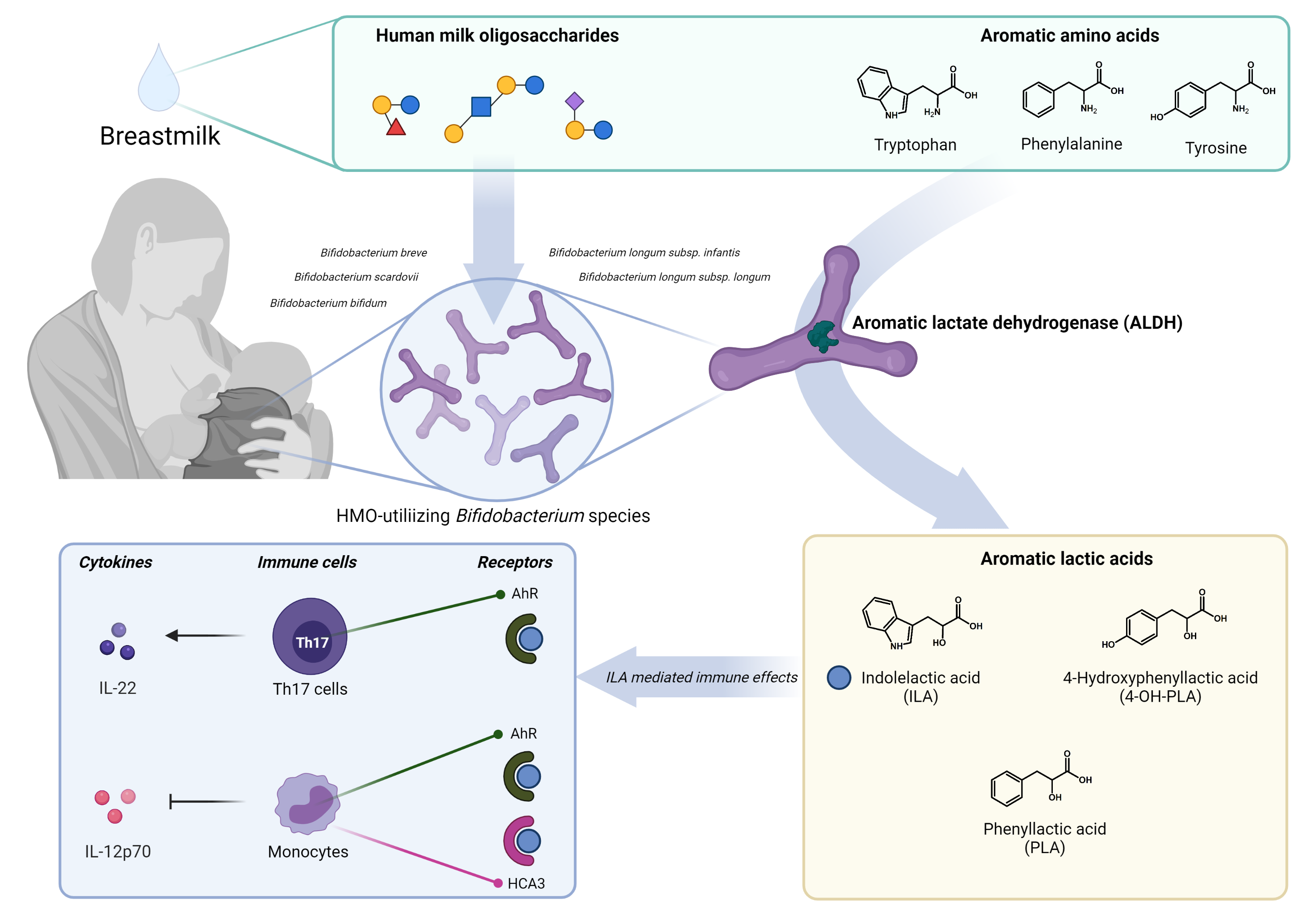 Tarmbakterier i ammede spædbørn. Grafik: Martin Frederik Laursen og Henrik Munch Roager | Gut bacteria in breastfed babies. Graphic Martin Frederik Laursen og Henrik Munch Roager