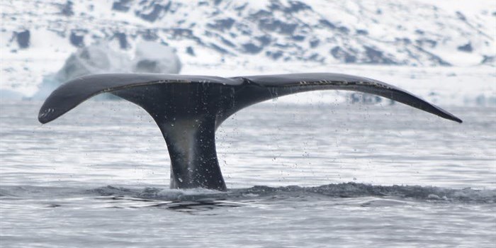  PhDcourseMay2023_Qeqertarsuaq_Credit_UffeHoegsbroThygesen